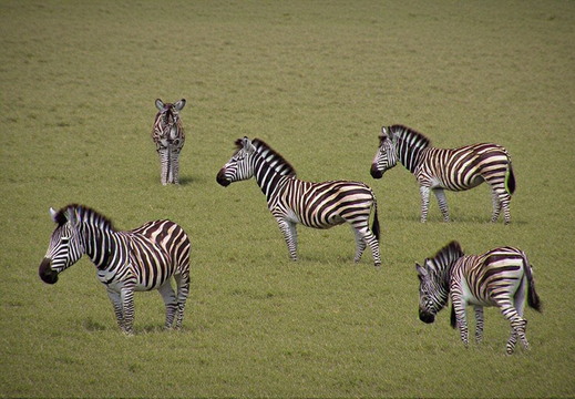 A group of zebras grazing peacefully on a grassy plain