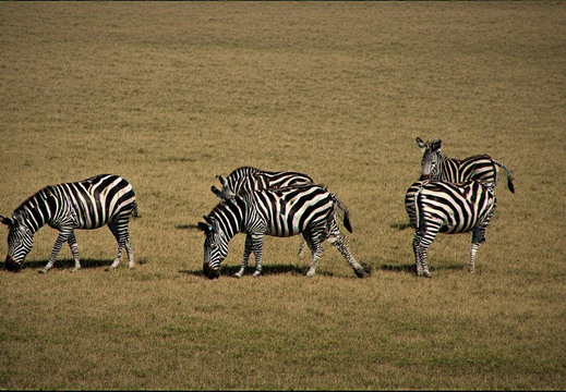 A group of zebras graze peacefully in a vast, dry savanna