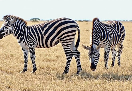 Two zebras in a dry, grassy savanna landscape under a clear, pale sky
