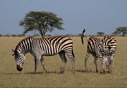 In a sun-drenched savannah landscape, two zebras stand in a field of dry, golden grass.