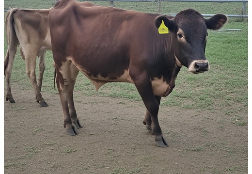 A dark brown cow
