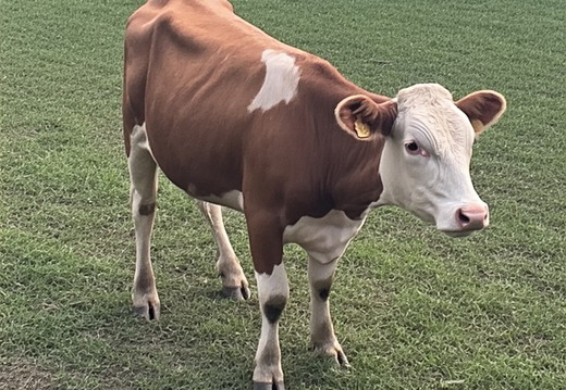 A young cow with brown and white markings stands in a grassy field.