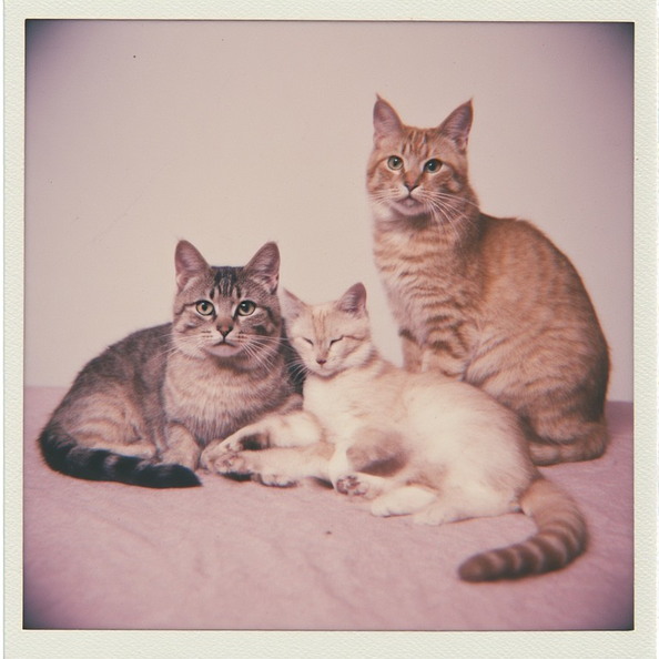 cats.jpeg