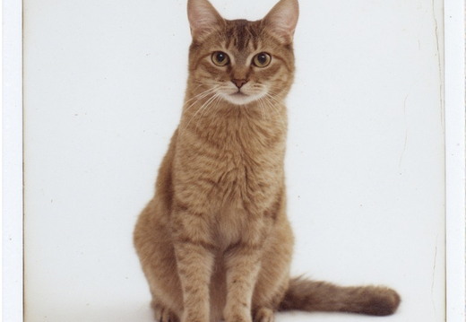 A medium shot of a ginger tabby