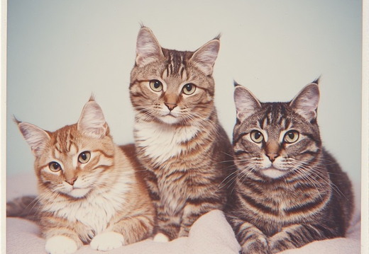 A heartwarming portrait of three domestic cats seated side-by-side