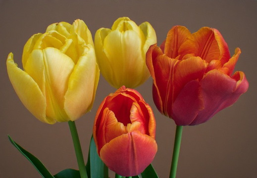 Bouquet of four tulips against a neutral, muted brown background.