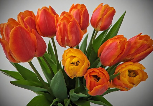 Vibrant bouquet of tulips