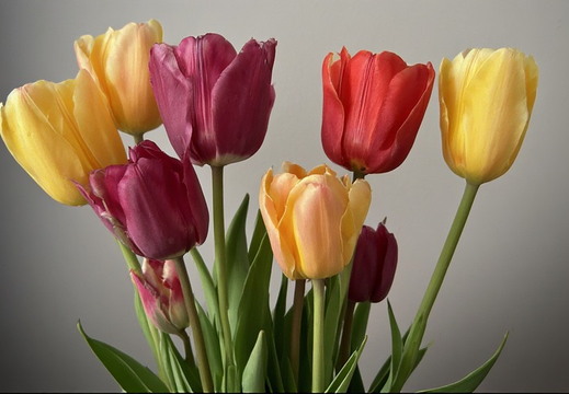 A vibrant bouquet of seven tulips