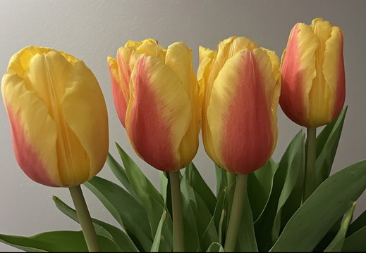 This head-on shot showcases a bouquet of four tulips