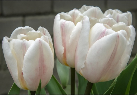 Several white tulips with delicate pink streaks