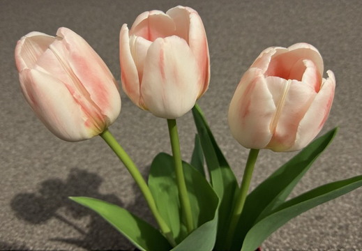 A close-up view of three pale pink tulips