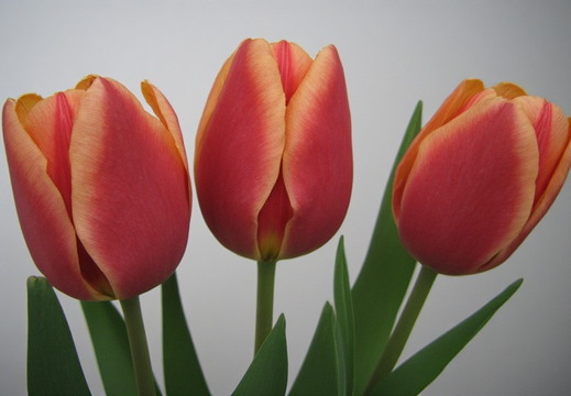 Three vibrant tulip blossoms
