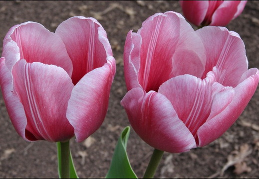 Two vibrant pink and white striped tulip