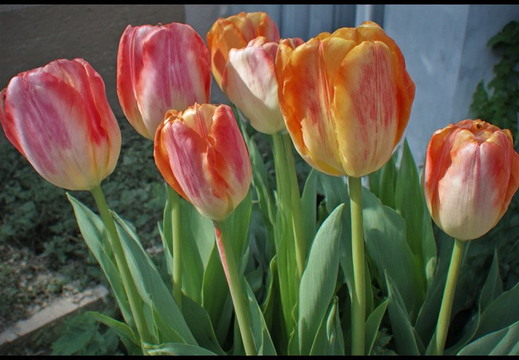 A cluster of seven tulips