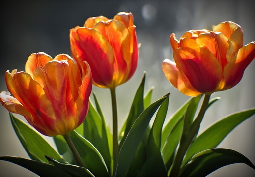 Three vibrant orange and red tulips bathed in soft, warm light