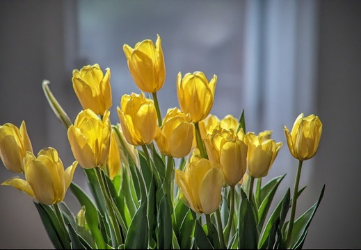 A vibrant bouquet of bright yellow tulips
