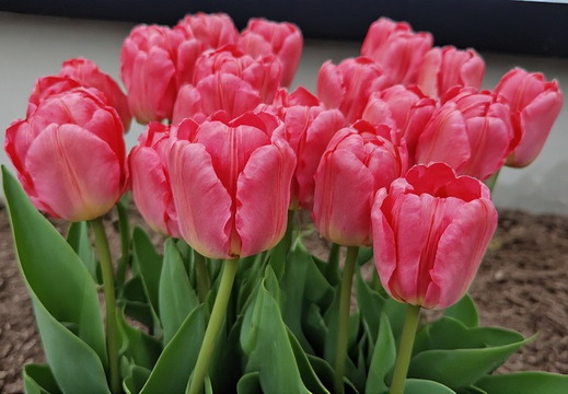 A close-up, eye-level view of a large cluster of vibrant pink tulips