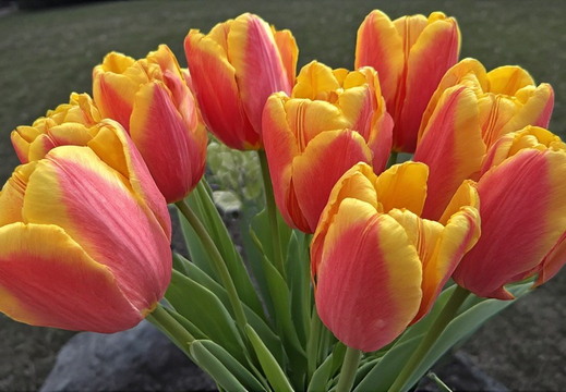 A vibrant bouquet of approximately nine tulips