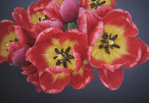 High-angle shot of a vibrant bouquet of tulips
