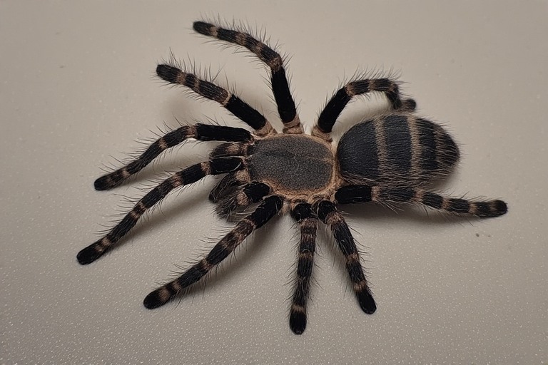 spider.jpeg