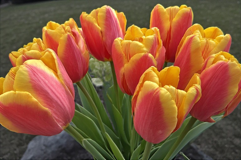 flowers.jpeg